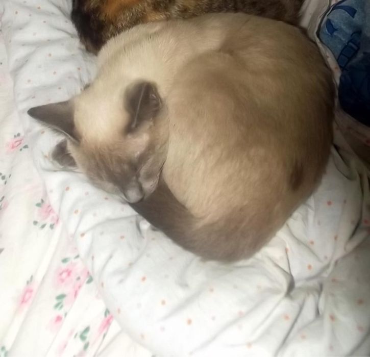 Срочно!!! Отдам кошечку в добрые руки