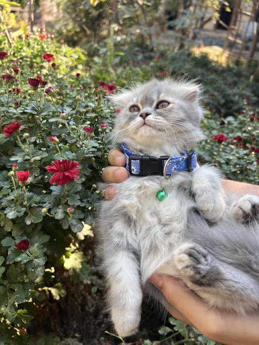 Heylend fold mushukchalar