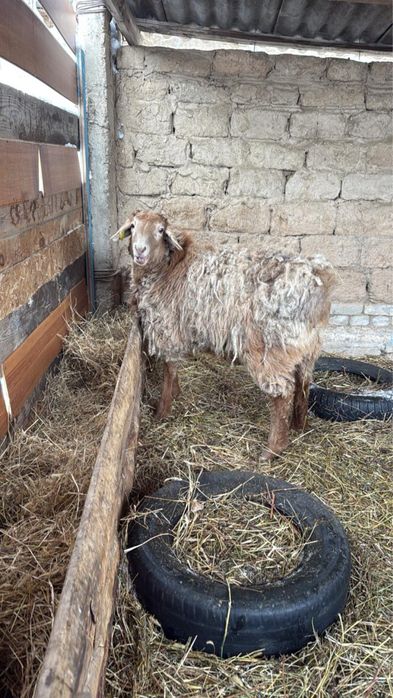 Продам двух баранов