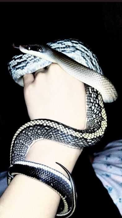 Тениура блю бьюти, своя змея