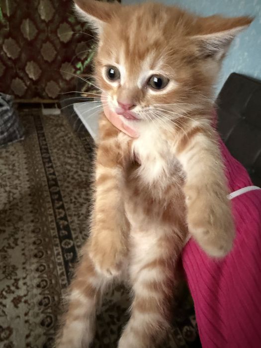 Pishakchala bepul  1yarim oyli