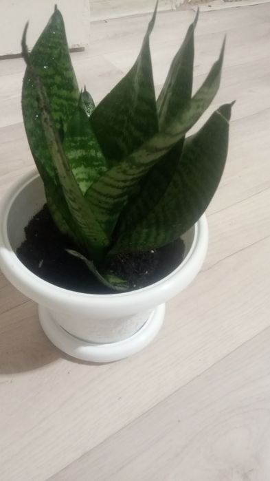 Гулдер сатылады уйде осырылетын