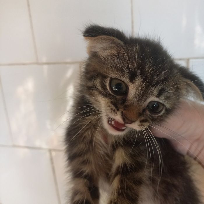 Вислоухий котёнок 1,5 мес мальчик