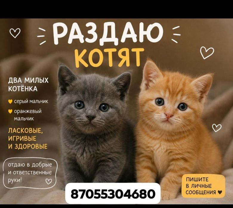 Котята милые и хорошие