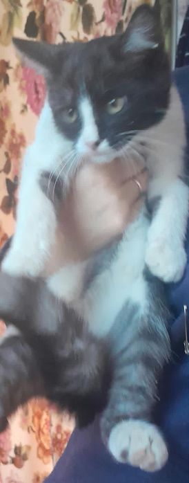 Отдам в добрые руки котика