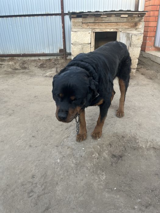 Продам  собак Ротвейлер