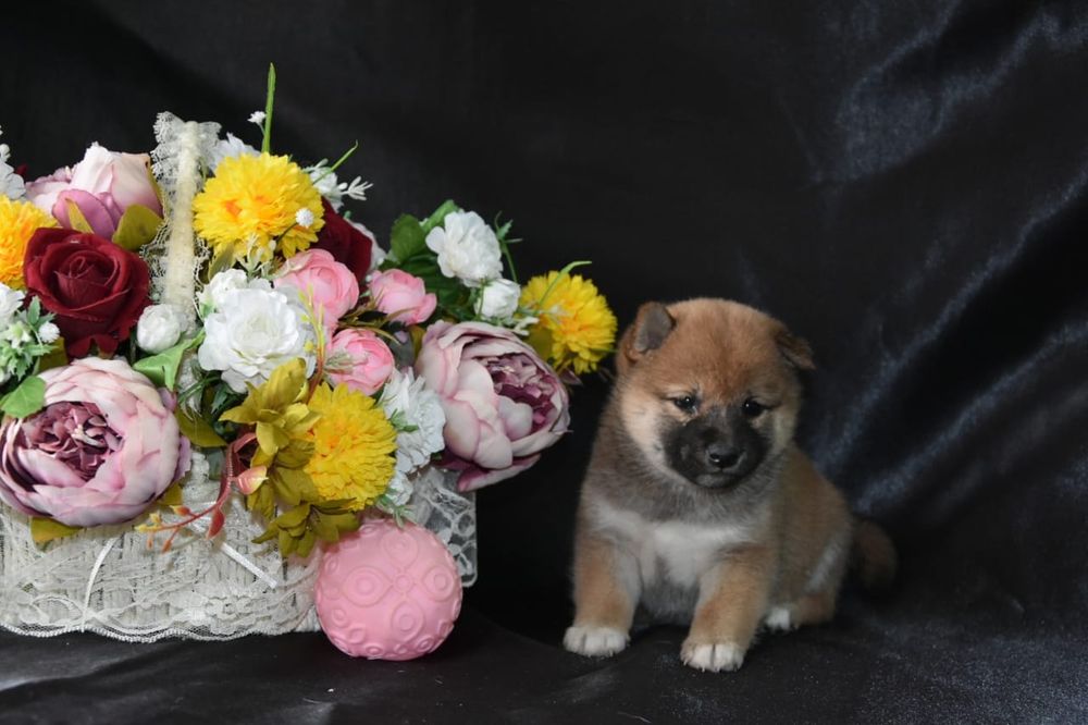 Щенки сиба ину девочки и мальчики