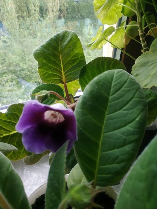 Продам глоксинию