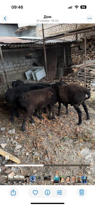 Qochqorla sotiladi har xil