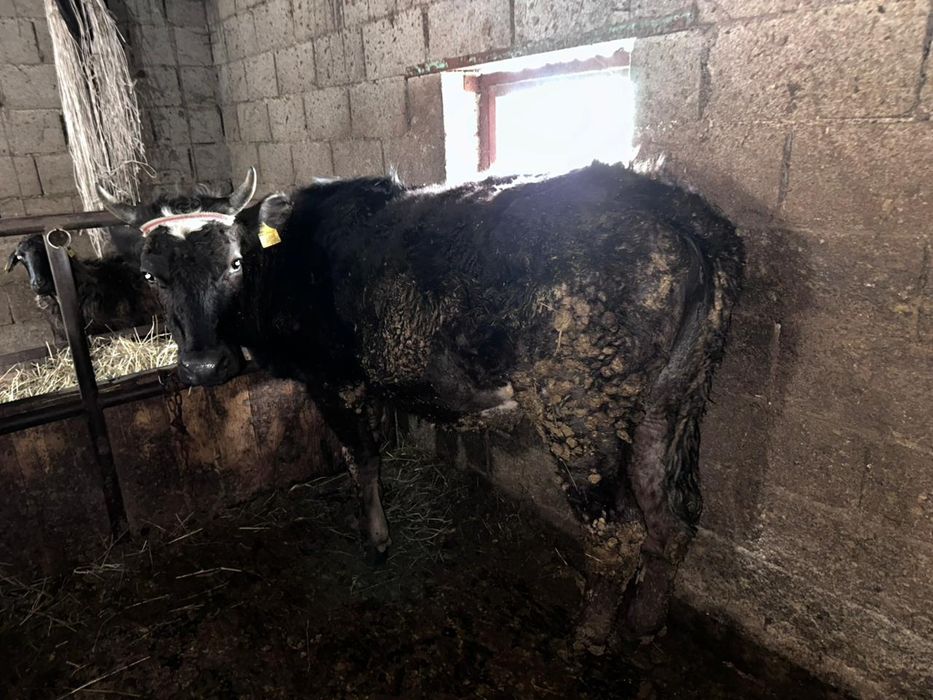 Продам тёлочек 2года