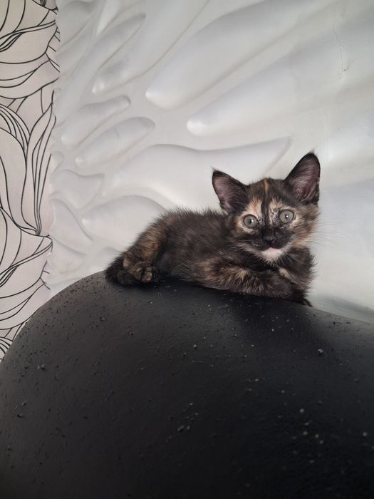 Котёнок девочка ,два месяца