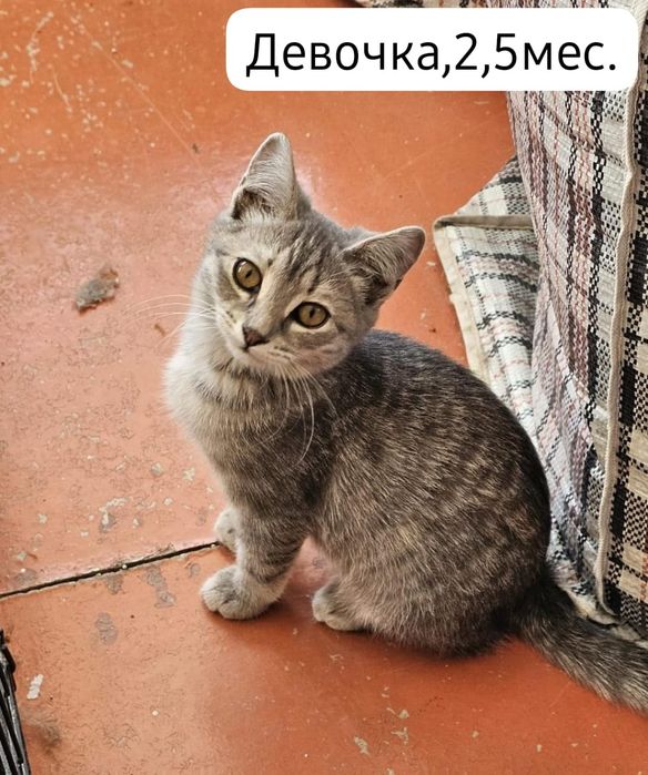 Котята бесплатно