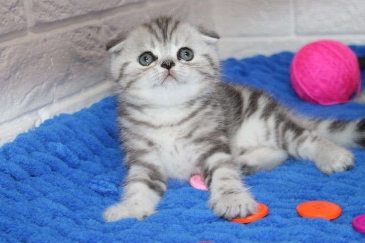 ШОтландские  котята^^