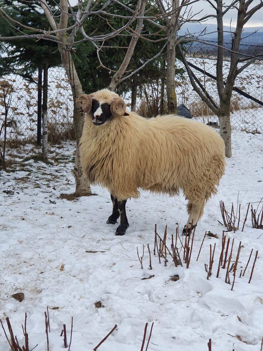 Vand berbecuti brezi