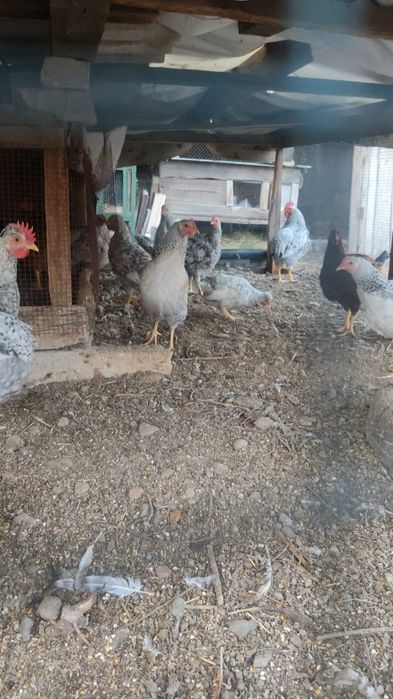 Продаю кур и кроликов