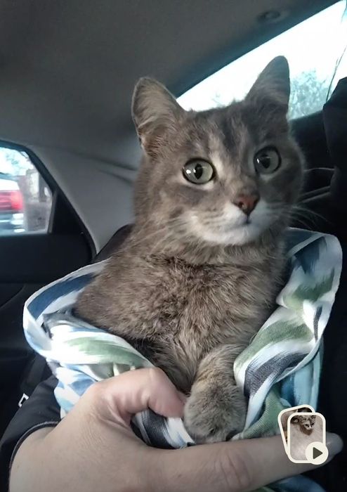 Девочка 6 месяцев стирильная