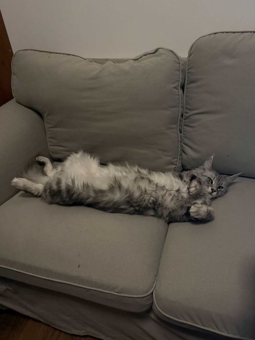 Женски Maine Coon (Мейн кун)