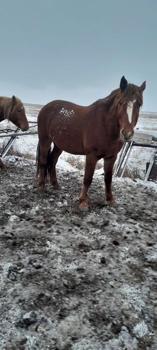 Фараон атты жануар сатылат.