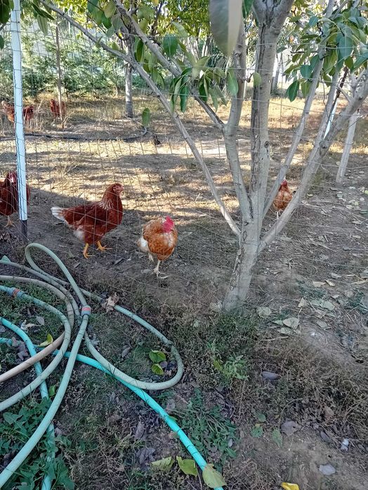Oua de vânzare de la găini crescute liber