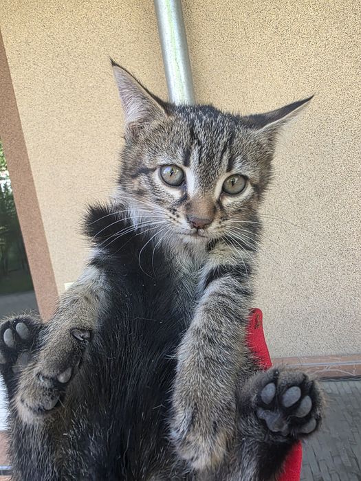 Отдаю котят в добрые руки