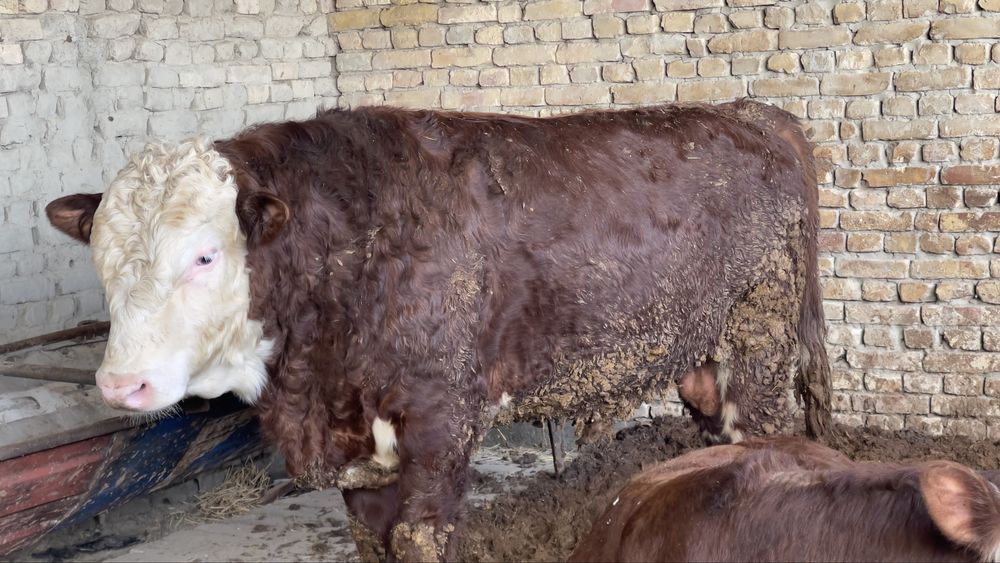 Buqa sotiladi nasldor