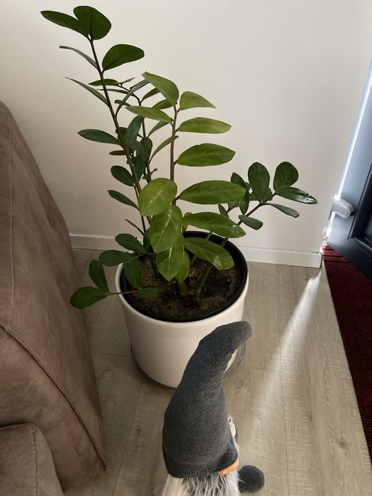 Zamioculas , planta decirativa interior