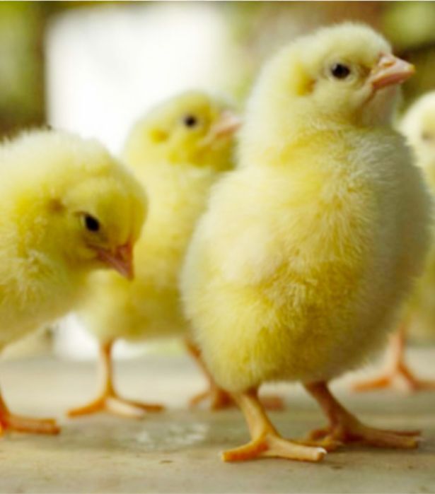 Цыплята бройлерные