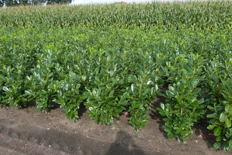 Prunus laurocerassus de la producator.