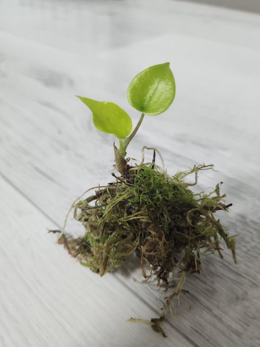 Клубень Алоказии