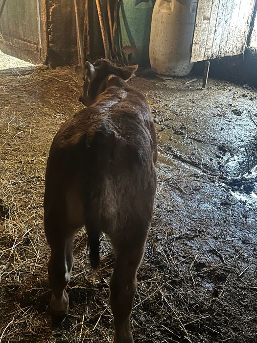 Vaca bălțata românească cu vitica nelgian