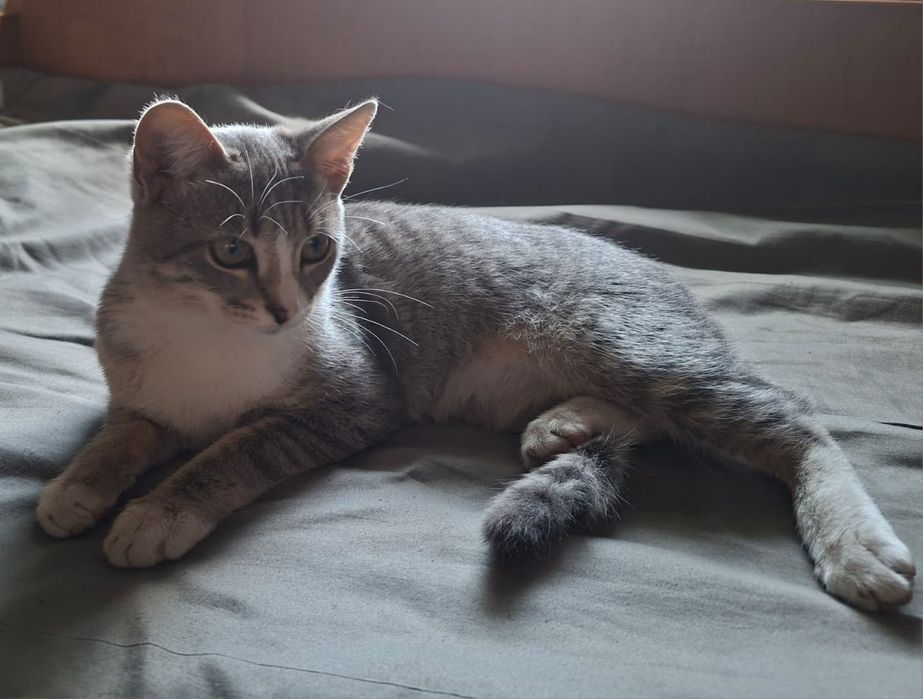 Ищем хозяева для милой кошечки