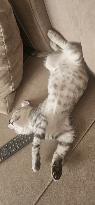 Отдам кота 4 месяца