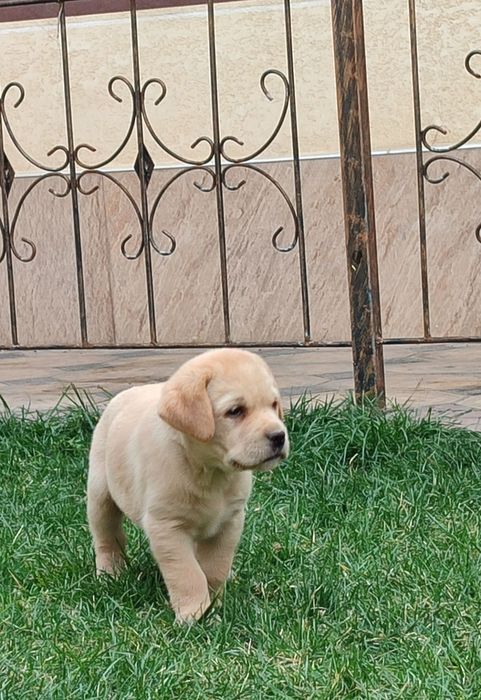 Продаются щенки лабрадора