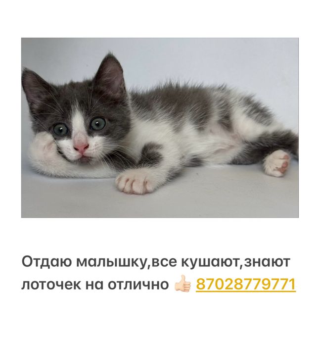 Отдам добрых котят