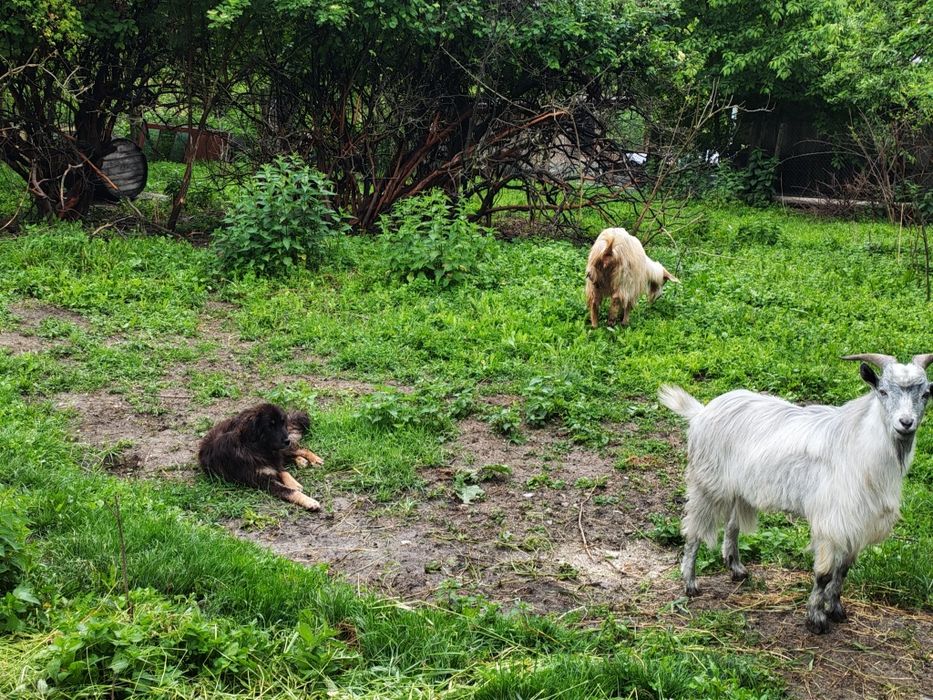 Mastiff Tibetan femelă