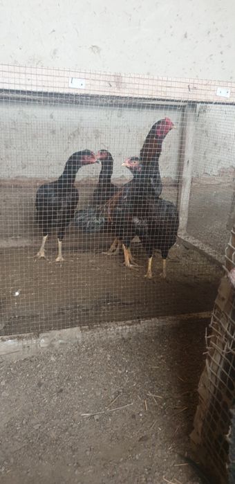 Kulangi tovuqlar sotiladi 3 ta