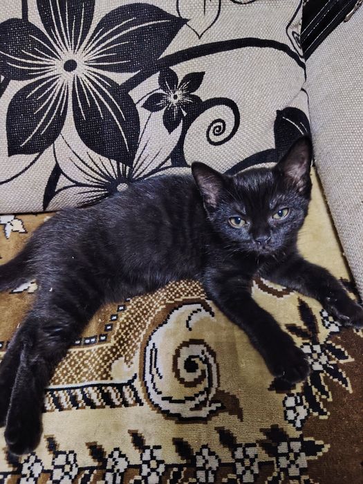 Шотландцы котята