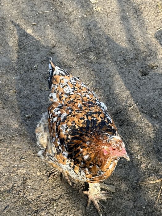 Gaini brahma colorate