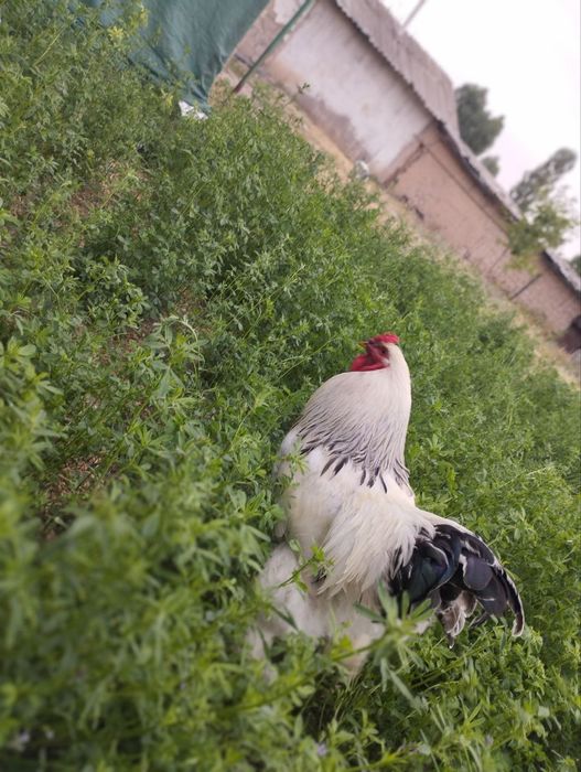 Брама белый -Черный принц