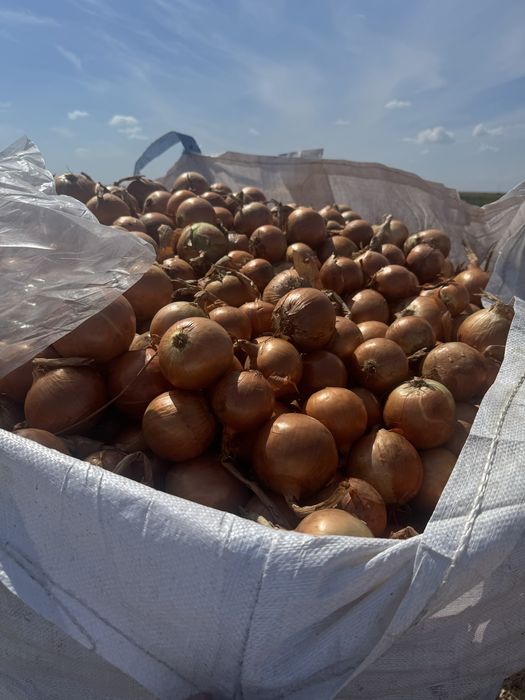 Ceapa galbena soiul Legend