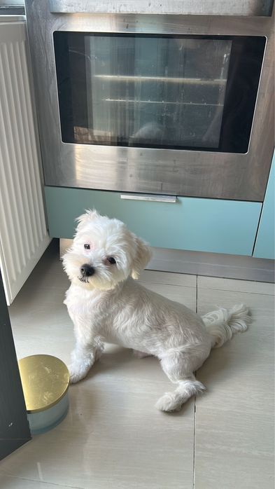 Pet Sitting/Dog Boarding