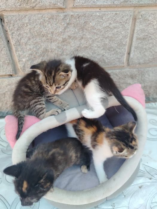 Отдам маленьких котят