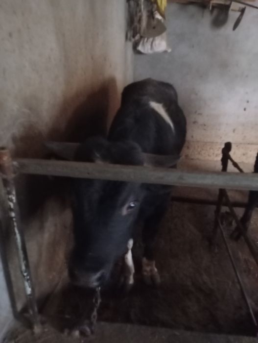 Продается быки 1.5 года