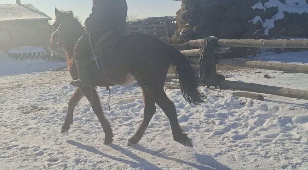 Жорға құнан сатылады