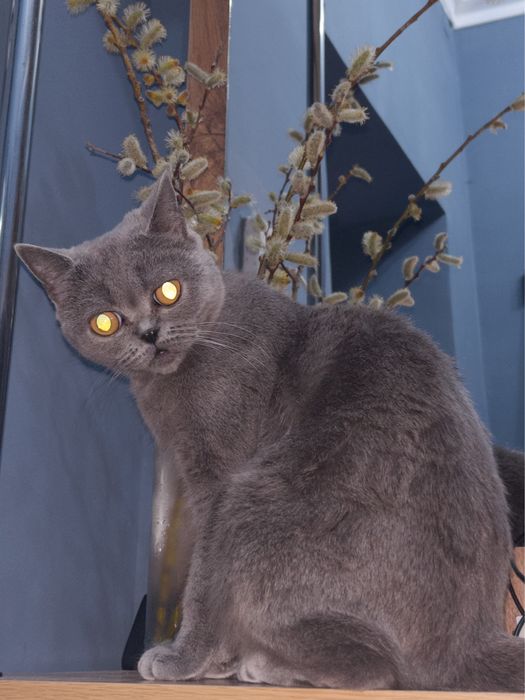 Взрослая кошечка,скотти страйт