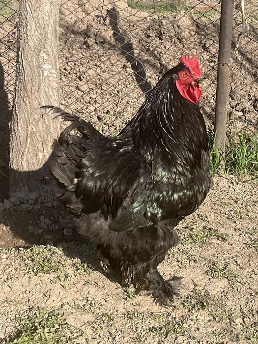 Продам срочно!!!