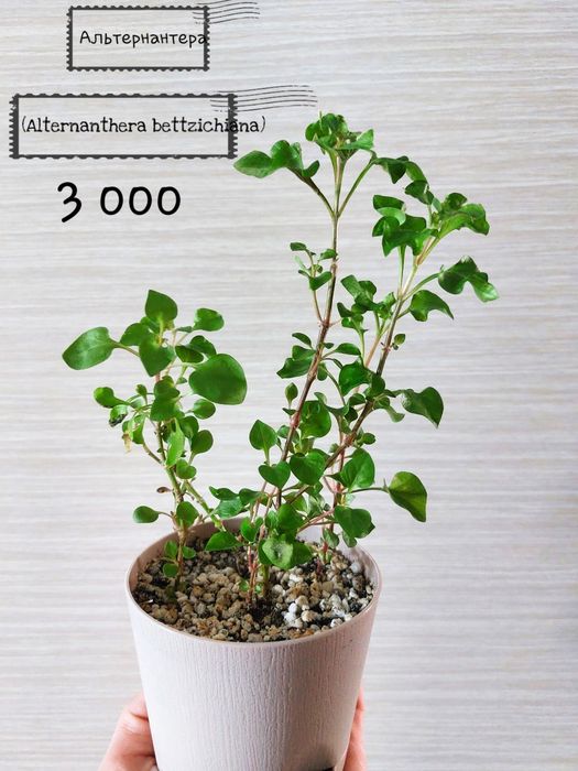Комнатные растения