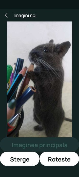Donez pui veveriță Degu