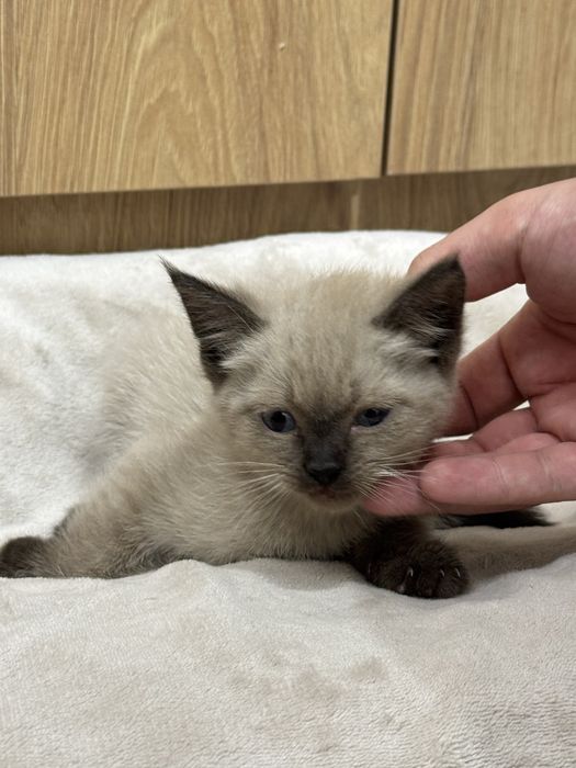 Котенок в добрые руки