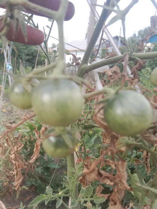 Продам зелёные помидоры